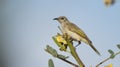 Brown Honeyeater with blue sky and copy space