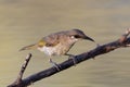 Brown Honeyeater