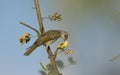 Brown Honeyeater feeding on flower nectar