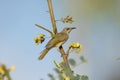 Brown Honeyeater perched on branch