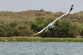 A brown-hooded gull is flying over a lake for food with its wings wide open. This is a migratory bird mostly found in South Royalty Free Stock Photo