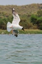 A brown-hooded gull is preparing for a dive in a lake for food with its wings wide open. This is a migratory bird mostly found in Royalty Free Stock Photo