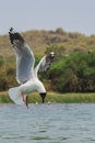 A brown-hooded gull is preparing for a dive in a lake for food with its wings wide open. This is a migratory bird mostly found in Royalty Free Stock Photo