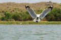 A brown-hooded gull is preparing for a dive in a lake for food with its wings wide open. This is a migratory bird mostly found in Royalty Free Stock Photo