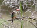 Brown-Hooded Kingfisher.