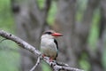 Brown-hooded Kingfisher