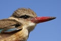 Brown-hooded Kingfisher