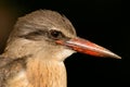 Brown-hooded Kingfisher