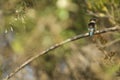 Brown-hooded kingfisher