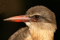 Brown-hooded Kingfisher