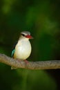 Brown-hooded Kingfisher, Halcyon albiventris, detail of exotic african bird sitting on the branch in the green nature habitat Royalty Free Stock Photo