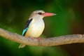 Brown-hooded Kingfisher, Halcyon albiventris, detail of exotic African bird sitting on the branch in the green nature habitat, Cho