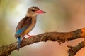 Brown-hooded Kingfisher - Halcyon albiventris red billed bird with brouwn and blue back from Sub-Saharan Africa, living in