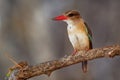 Brown-hooded Kingfisher - Halcyon albiventris red billed bird with brouwn and blue back from Sub-Saharan Africa, living in