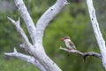 Brown-hooded Kingfisher in Kruger National park, South Africa