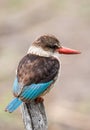 Brown-hooded Kingfisher looking over a small pond as it hunts for fish in africa
