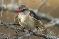 Brown-hooded Kingfisher Royalty Free Stock Photo