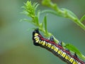 Brown Hooded Owlet Moth Caterpillar`s Rear Feet Grasping Stem