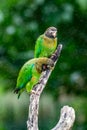 Brown-hooded Parrot, Pionopsitta haematotis, Royalty Free Stock Photo