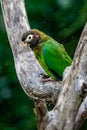 Brown-hooded Parrot, Pionopsitta haematotis, Royalty Free Stock Photo