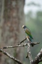 Brown-hooded Parrot, Pionopsitta haematotis, portrait Royalty Free Stock Photo