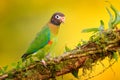 Brown-hooded Parrot, Pionopsitta haematotis, portrait of light green parrot with brown head. Detail close-up portrait of bird from Royalty Free Stock Photo