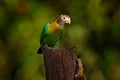 Brown-hooded Parrot, Pionopsitta haematotis, portrait of light green parrot with brown head. Detail close-up portrait of bird from Royalty Free Stock Photo