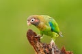 Brown-hooded Parrot, Pionopsitta haematotis, portrait light green parrot with brown head. Detail close-up portrait bird. Bird from Royalty Free Stock Photo