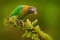 Brown-hooded Parrot, Pionopsitta haematotis, portrait light green parrot with brown head. Detail close-up portrait bird. Bird fro Royalty Free Stock Photo