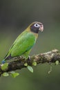 Brown-hooded Parrot - Pyrilia haematotis Royalty Free Stock Photo