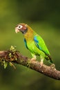 Brown-hooded parrot Pyrilia haematotis Royalty Free Stock Photo