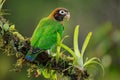 Brown-hooded parrot Pyrilia haematotis sitting on a tree branch Royalty Free Stock Photo