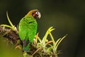 Brown-hooded parrot Pyrilia haematotis Royalty Free Stock Photo