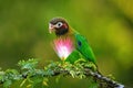 Brown-hooded parrot Pyrilia haematotis Royalty Free Stock Photo