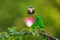 Brown-hooded parrot Pyrilia haematotis Royalty Free Stock Photo