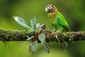 Brown-hooded parrot Pyrilia haematotis Royalty Free Stock Photo