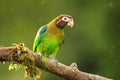 Brown-hooded parrot Pyrilia haematotis Royalty Free Stock Photo