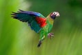 Brown-hooded Parrot - Pyrilia haematotis small flying bird in the heavy tropical rain which is a resident breeding species from Royalty Free Stock Photo