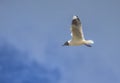 Brown hooded deagull flying in the sky