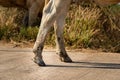 Brown hooves of a cow standing in Hoof of a dairy Royalty Free Stock Photo