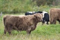 brown horned cow long horns grass Royalty Free Stock Photo