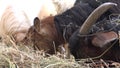 Brown Horned Goats Eating Instant Food