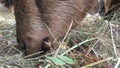 Brown Horned Goats Eating Instant Food