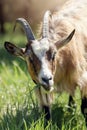 Brown horny goat eating lush green grass grass in midsummer Royalty Free Stock Photo