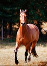 Brown horse Royalty Free Stock Photo
