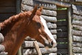 Brown horse aware of spectators Royalty Free Stock Photo