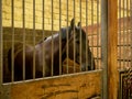 Brown Horse behind Bars in barn stable Royalty Free Stock Photo