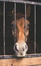 Brown horse behind bars Royalty Free Stock Photo