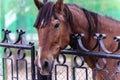 Brown horse behind the fence Royalty Free Stock Photo