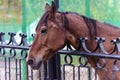 Brown horse behind the fence Royalty Free Stock Photo